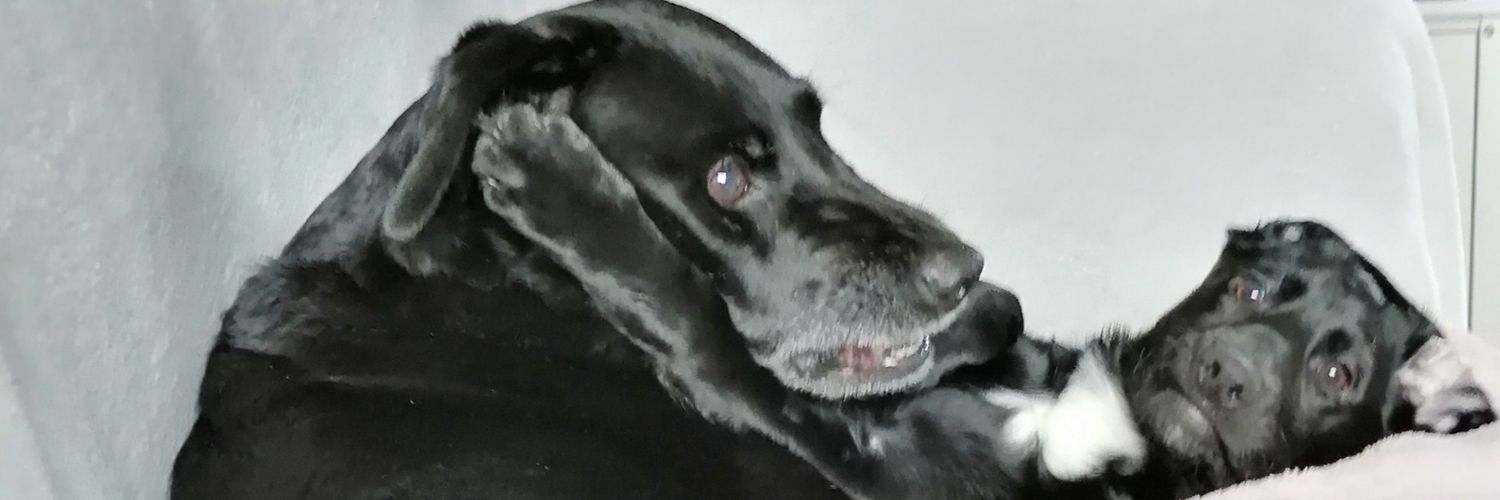 LisaEllenR's profile banner image