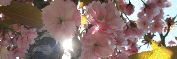 AmberGalwey's profile banner image