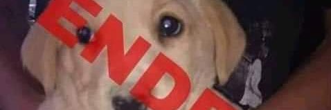 SebzOnline's profile banner image