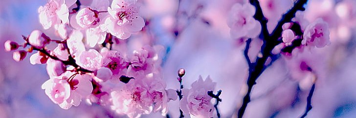 ay_aymara's profile banner image