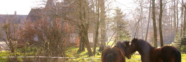 dessabba Profile Banner