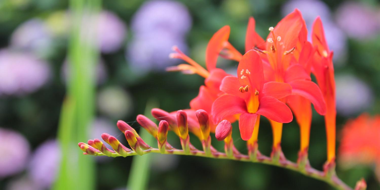 FriendsWhLibGdn's profile banner image