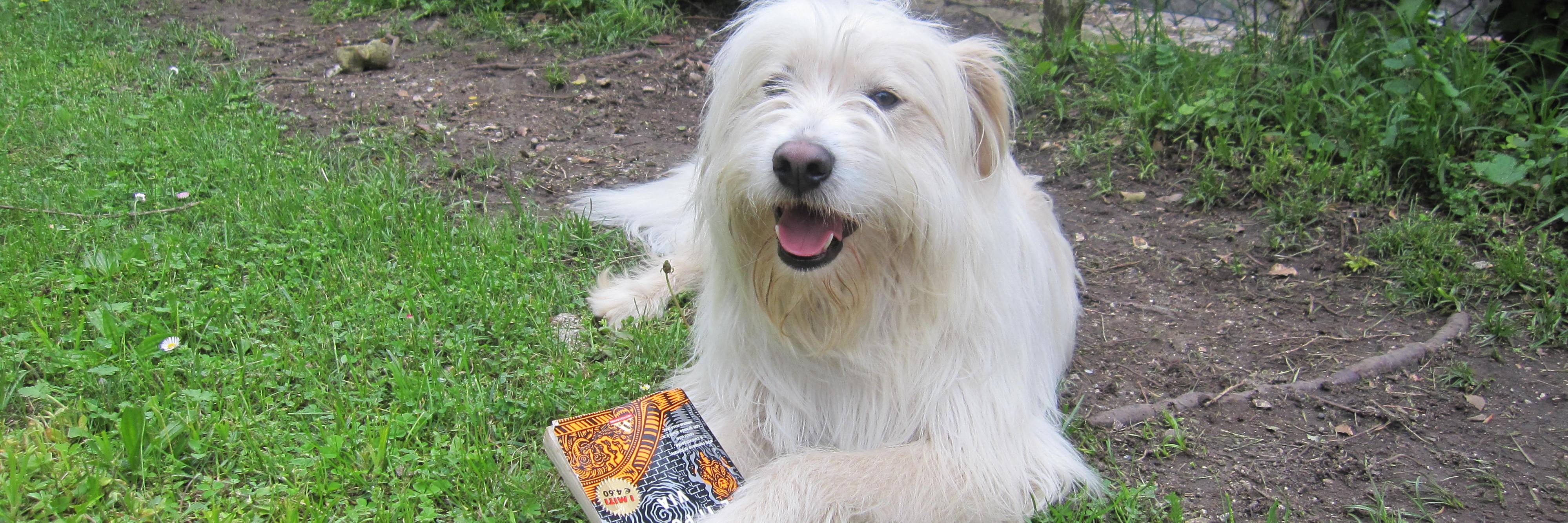 LiberoTheDog's profile banner image