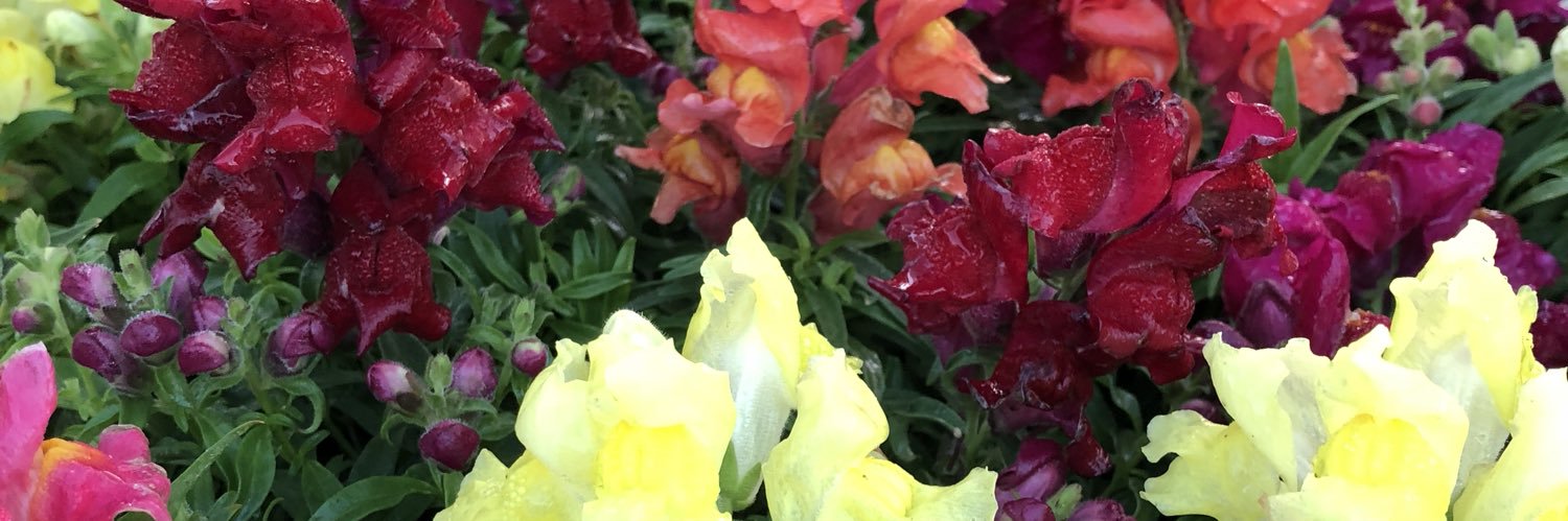 gypsyrea's profile banner image