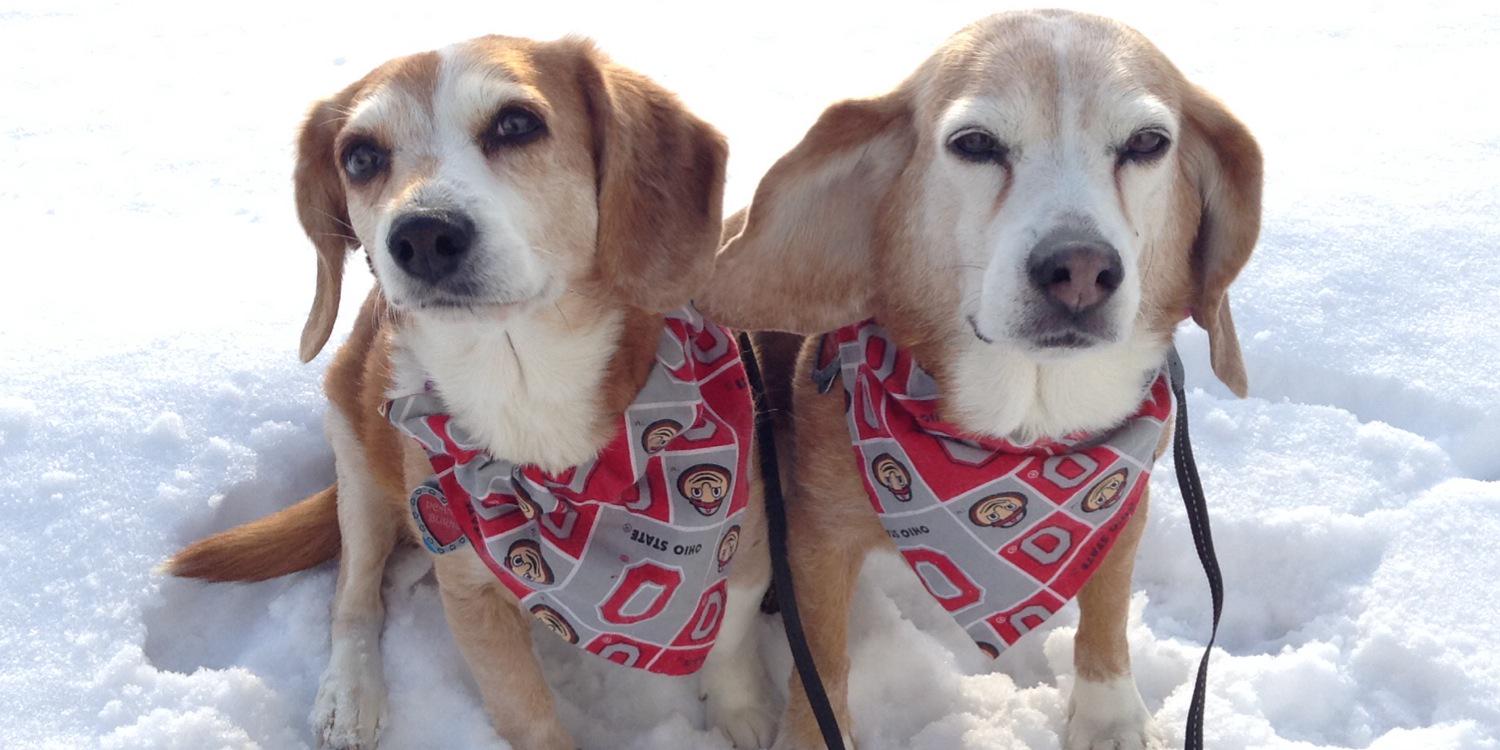 petdocstacy's profile banner image