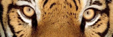 SBau62's profile banner image