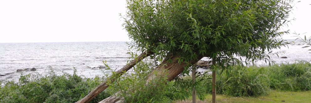 Per Rovegård banner