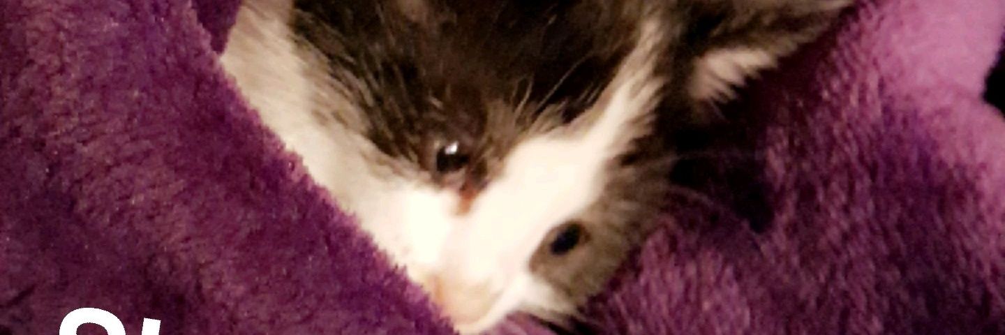 Tishaa_89's profile banner image