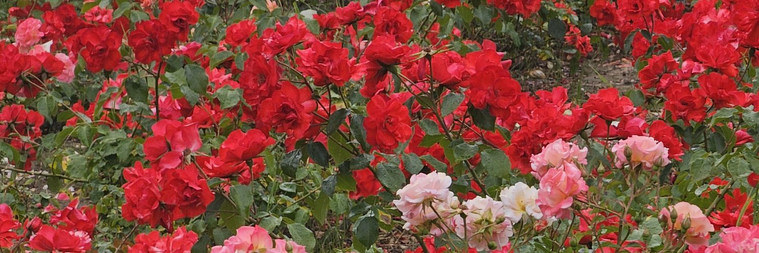 carmen 🌹 banner
