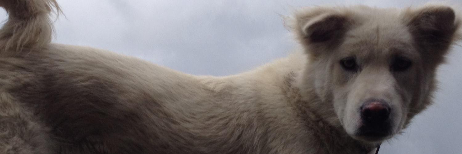 goezbali's profile banner image