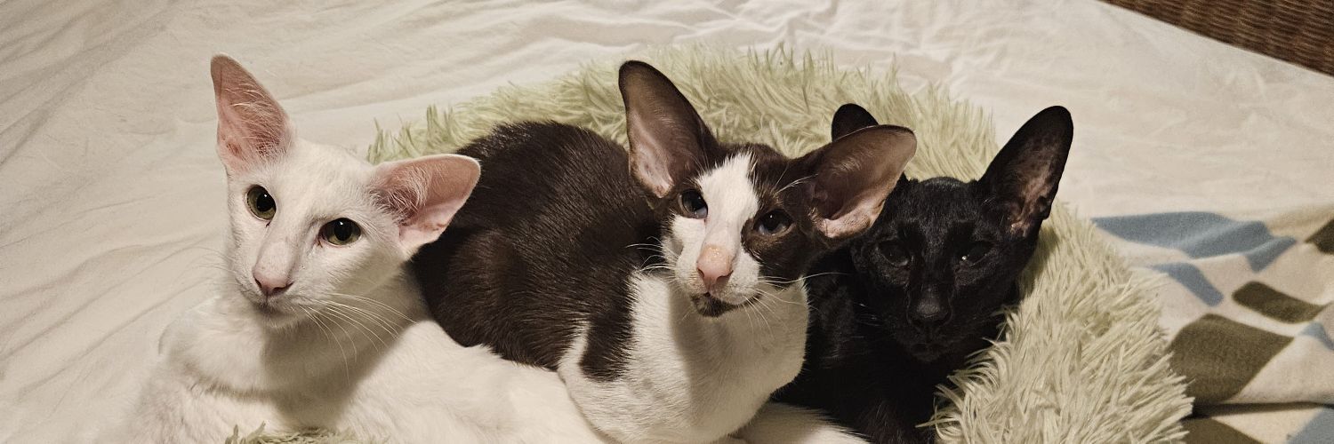 Catnip's banner