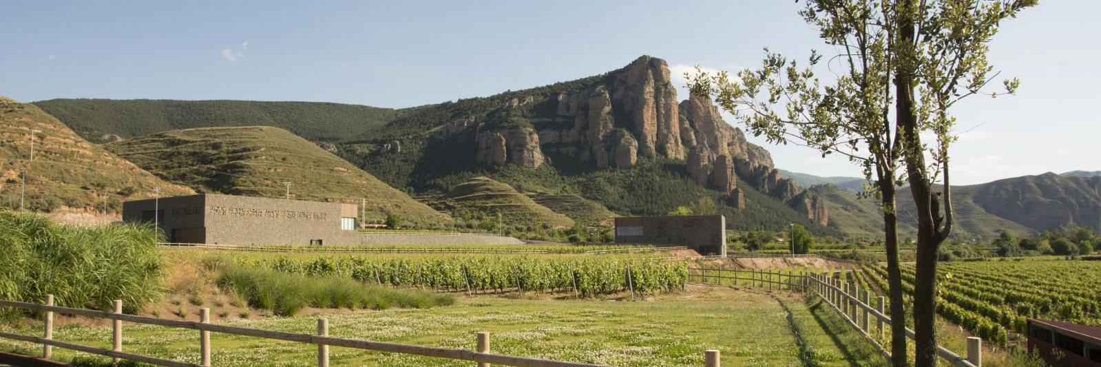 Bodegas Proelio banner