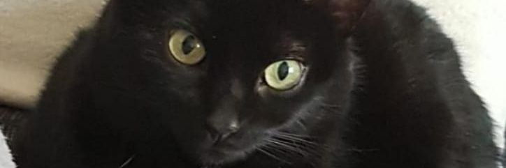 abgestreute's profile banner image