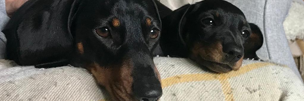 traceyjfield's profile banner image