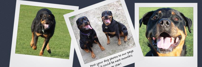 Tarka_rescue's profile banner image
