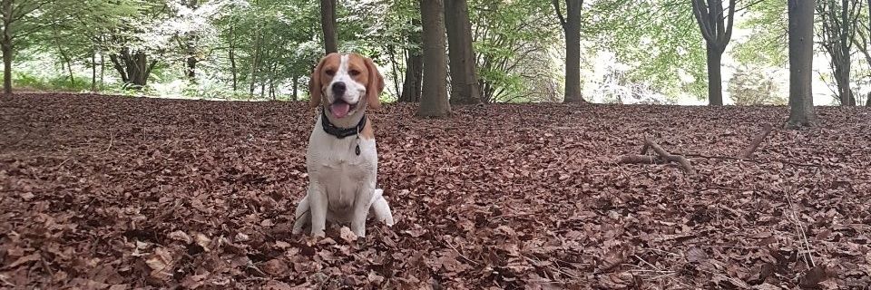 Smudge_84's profile banner image