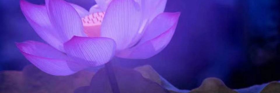 yewei716's profile banner image
