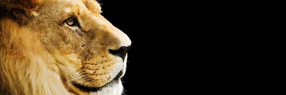 yllnana's profile banner image