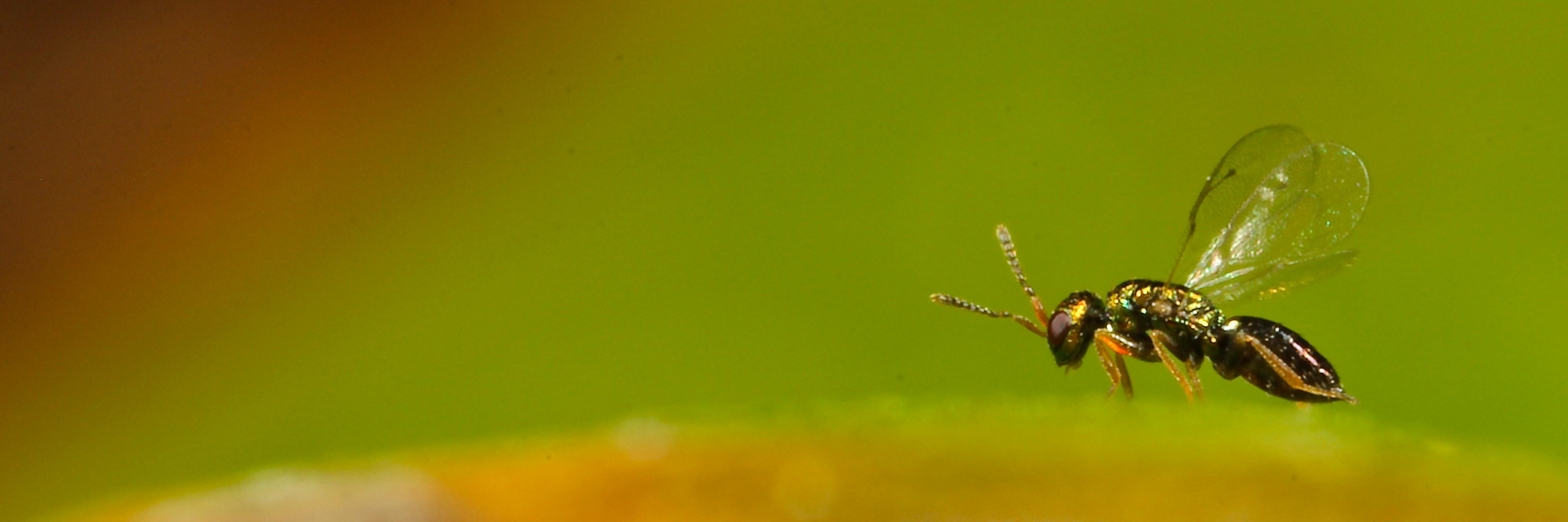 Student & ECP Int Soc of Hymenopterists Members banner