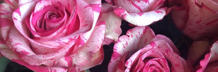 Spunsh banner