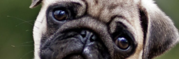 purachirla's profile banner image