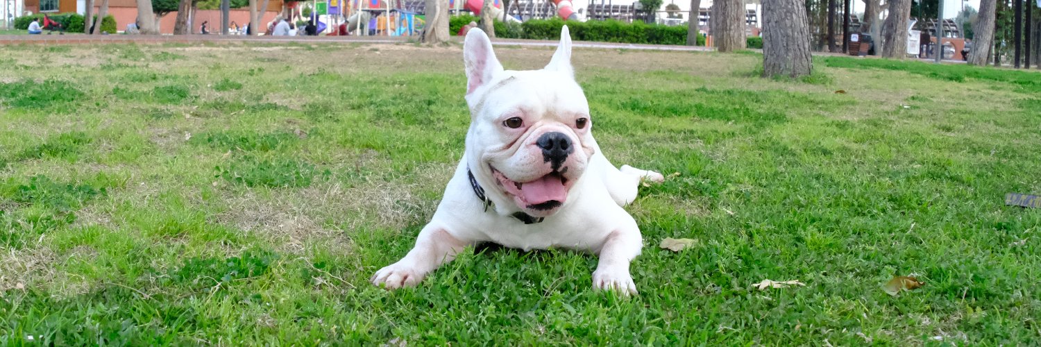 DobbysDaddy's profile banner image