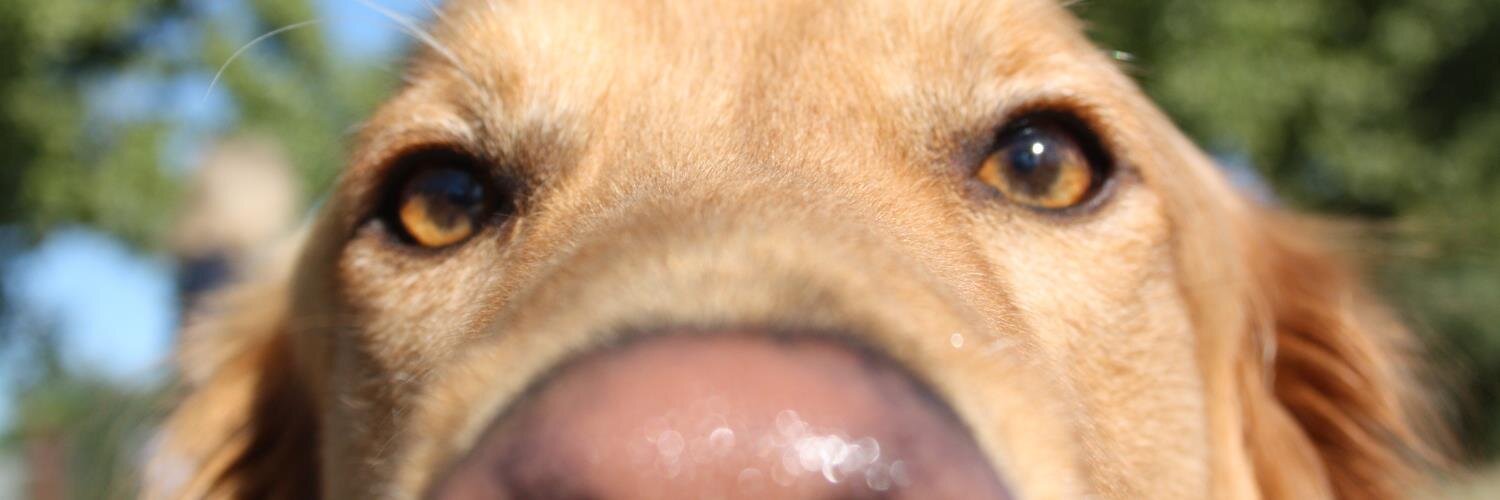 tucsondogs's profile banner image