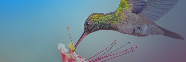 SOSV Profile Banner