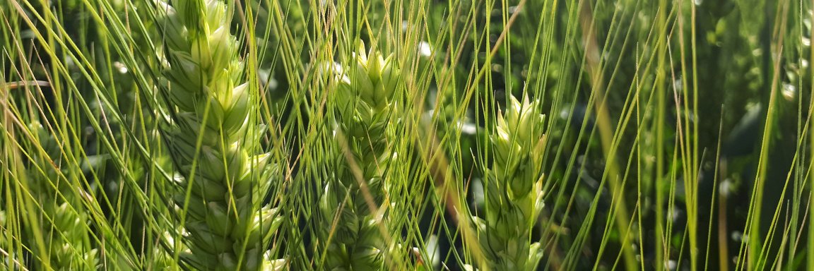 Andres Berger banner