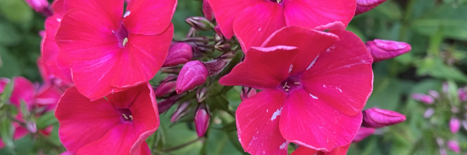 Erica Stewart banner