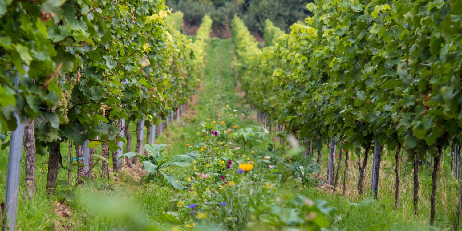 weingutbrand's profile banner image