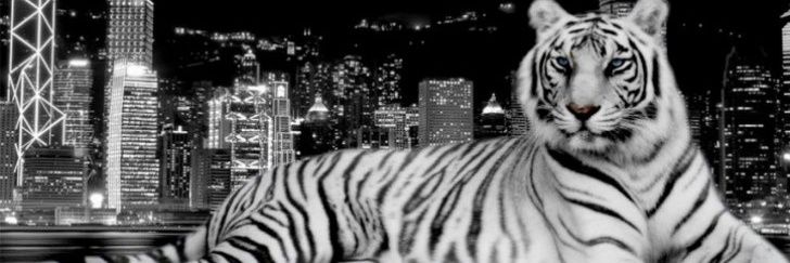 1995monche1's profile banner image