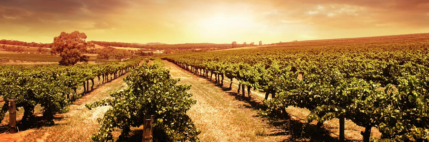 FineWineUK's profile banner image