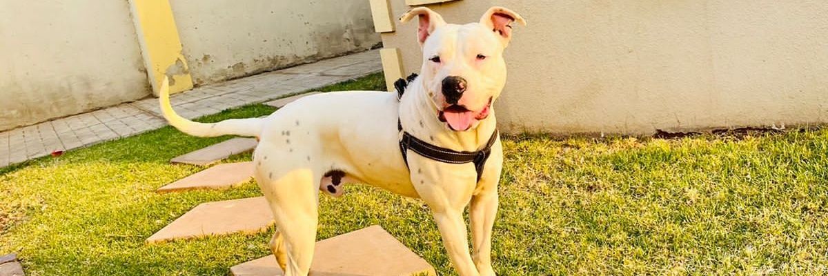 duncanmboh's profile banner image