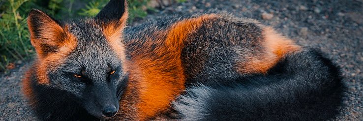VeronicaPorras's profile banner image