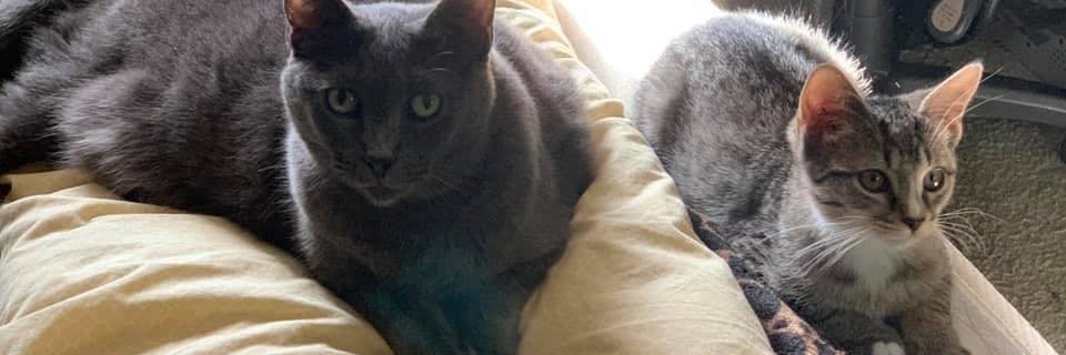 CrystalSchelle's profile banner image