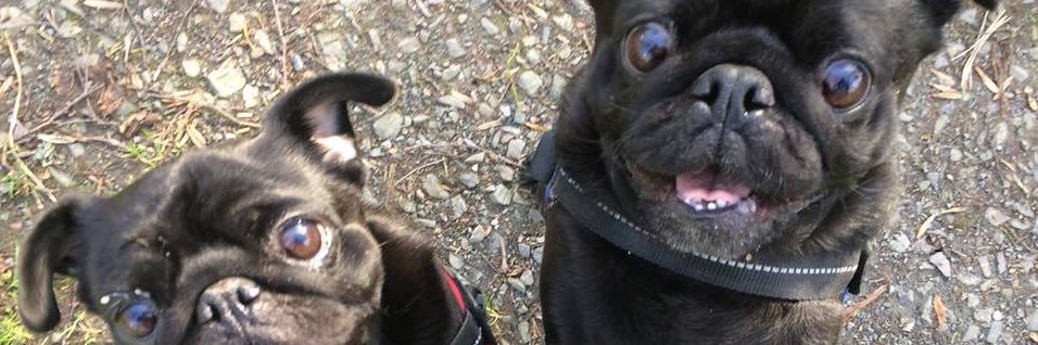 Carole Wilson banner