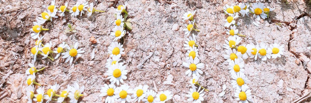 papatyask2811's profile banner image
