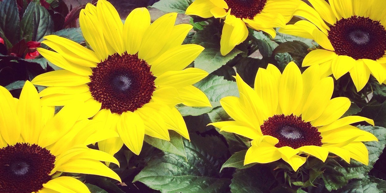 JenniferLashes's profile banner image
