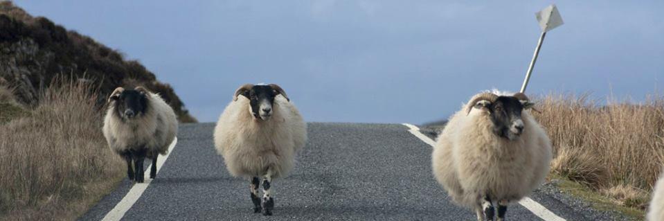 Ariundle Centre banner