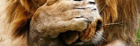 Piteralexx's profile banner image