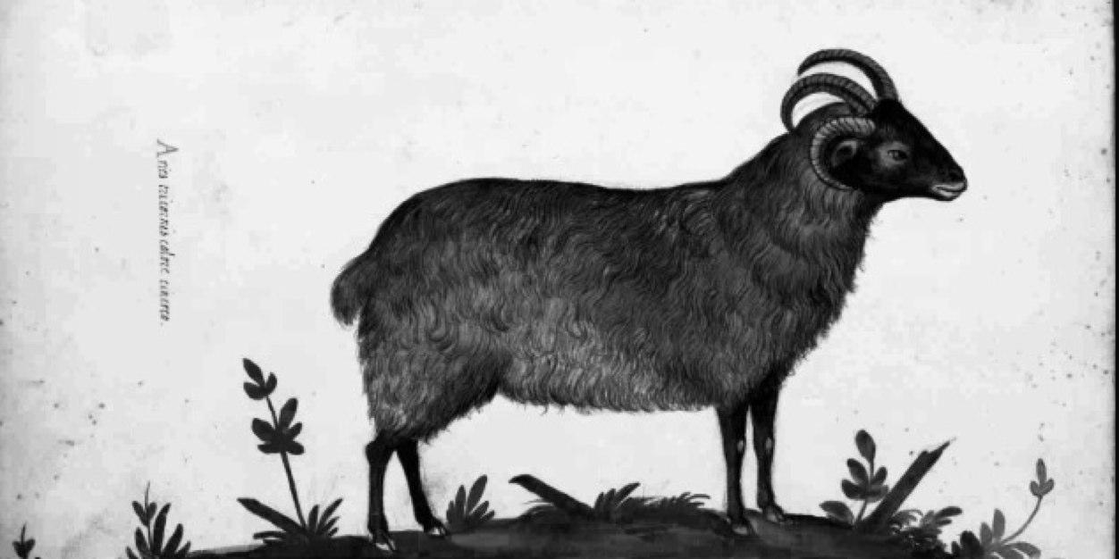 Goatshed's profile banner image