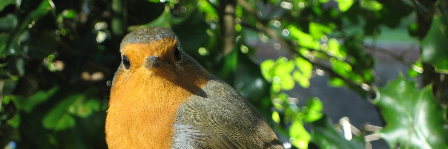 Nick banner