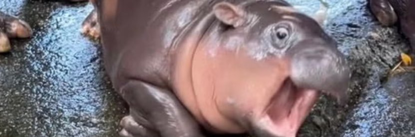 NolieSauce🐻 banner