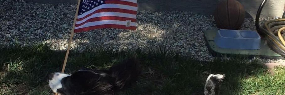 David Springsteen banner