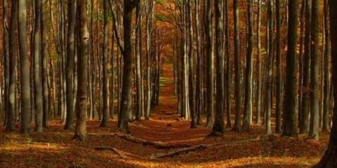 The Knuckle Bears banner