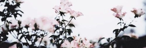 MegLake_x's profile banner image