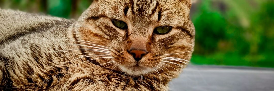 scheza9's profile banner image