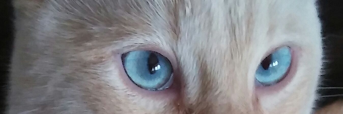 isabelcasrod's profile banner image