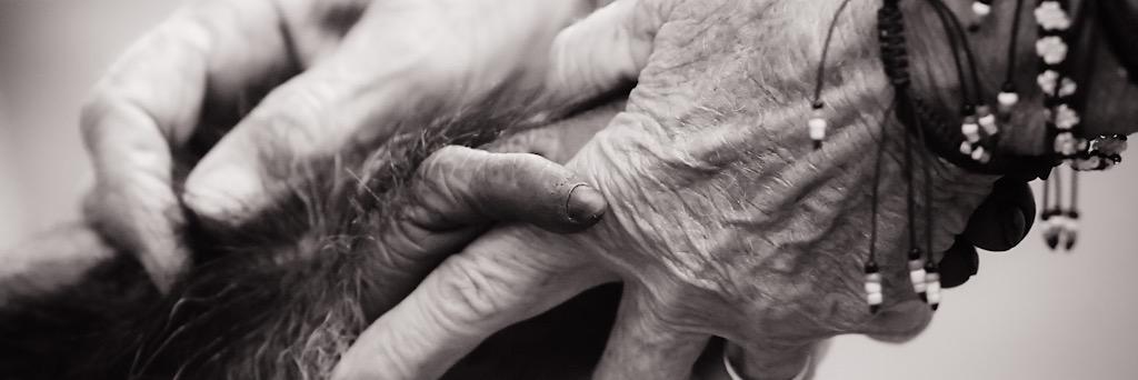 Animal Law Institute banner